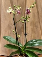 Phalaenopsis - Rare Light Green with Purple Dots 2 Spikes 3.5" pot - Image 8