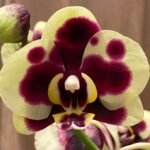 Phalaenopsis Large Yellow Leopard 2 Spikes 30" H