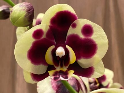 Phalaenopsis Large Yellow Leopard 2 Spikes 30" H