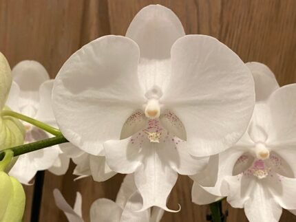 Phalaenopsis Large White Tiny Pink Dots Big Lip 2 Spikes 34" H