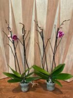 Phalaenopsis Rare Large New Hybrid 2 Spikes Multi Branches - Image 5