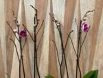 Phalaenopsis Rare Large New Hybrid 2 Spikes Multi Branches - Image 6