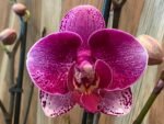 Phalaenopsis Rare Large New Hybrid 2 Spikes Multi Branches