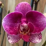 Phalaenopsis Rare Large New Hybrid 2 Spikes Multi Branches