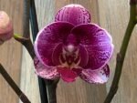 Phalaenopsis Rare Large New Hybrid 2 Spikes Multi Branches - Image 3