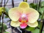 Phalaenopsis Red Jujube (3.5” pot) - Image 2
