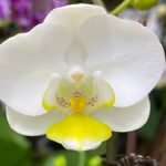 Phalaenopsis - White Bright Yellow Lip New Hybrid 2 Spikes 3.5" pot