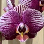 Double Spikes Phalaenopsis Phantom (4.5" pot)