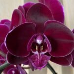 Phalaenopsis Ox Black Face Ox 1647 2 Spikes (4.5" pot)
