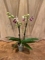 Phalaenopsis - Rare Light Green with Purple Dots 2 Spikes 3.5" pot - Image 7