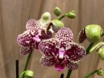 Phalaenopsis - Rare Light Green with Purple Dots 2 Spikes 3.5" pot - Image 3