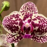 Phalaenopsis - Rare Light Green with Purple Dots 2 Spikes 3.5" pot