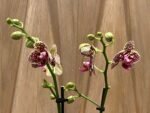Phalaenopsis - Rare Light Green with Purple Dots 2 Spikes 3.5" pot - Image 5