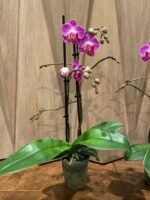 Double Spikes Phalaenopsis Dragon Tree Paradise (3.5" pot) - Image 6