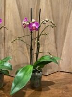 Double Spikes Phalaenopsis Dragon Tree Paradise (3.5" pot) - Image 7