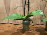 Double Spikes Phalaenopsis Dragon Tree Paradise (3.5" pot) - Image 8