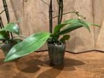 Double Spikes Phalaenopsis Dragon Tree Paradise (3.5" pot) - Image 9