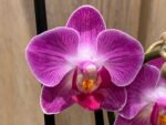 Double Spikes Phalaenopsis Dragon Tree Paradise (3.5" pot) - Image 2