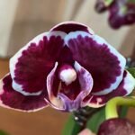 Phalaenopsis - Younghome Coco 2 Spikes 3.5" pot