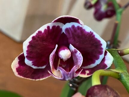 Phalaenopsis - Younghome Coco 2 Spikes 3.5" pot