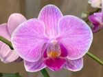 Phalaenopsis Bright Pink Purple Lip 2 Spikes (3.5" pot)