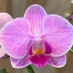 Phalaenopsis Bright Pink Purple Lip 2 Spikes (3.5" pot)