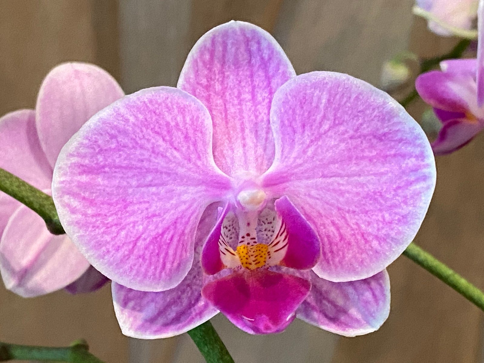 il_fullxfull.3376023802_frjf.jpg Phalaenopsis Bright Pink Purple Lip 2 Spikes (3.5" pot) - Image 1