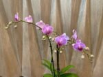 Phalaenopsis Bright Pink Purple Lip 2 Spikes (3.5" pot) - Image 9