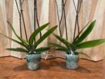 Phalaenopsis Rare Large New Hybrid 2 Spikes Multi Branches - Image 9