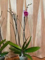 Phalaenopsis Rare Large New Hybrid 2 Spikes Multi Branches - Image 8