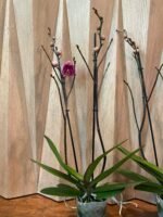 Phalaenopsis Rare Large New Hybrid 2 Spikes Multi Branches - Image 7