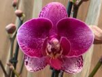 Phalaenopsis Rare Large New Hybrid 2 Spikes Multi Branches - Image 2