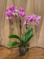 Phalaenopsis - Light Pink 2 Spikes 3.5" pot - Image 4