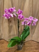 Phalaenopsis - Light Pink 2 Spikes 3.5" pot - Image 5