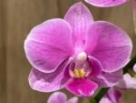Phalaenopsis - Light Pink 2 Spikes 3.5" pot