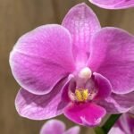 Phalaenopsis - Light Pink 2 Spikes 3.5" pot