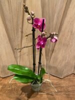 Phalaenopsis - New Hybrid Novelty Color 2 Spikes 3.5" pot - Image 4