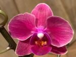 Phalaenopsis - New Hybrid Novelty Color 2 Spikes 3.5" pot