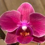 Phalaenopsis - New Hybrid Novelty Color 2 Spikes 3.5" pot