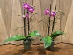 Double Spikes Phalaenopsis Dragon Tree Paradise (3.5" pot) - Image 4