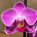 Double Spikes Phalaenopsis Dragon Tree Paradise (3.5" pot)