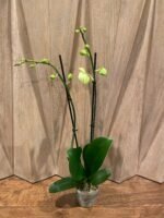 Double Spikes Phalaenopsis Golden Sands x Musashino (4.5" pot) - Image 3
