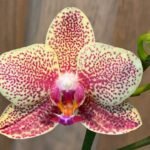 Phalaenopsis Bright Yellow with Purple Dots 2 Spikes (3.5" pot)