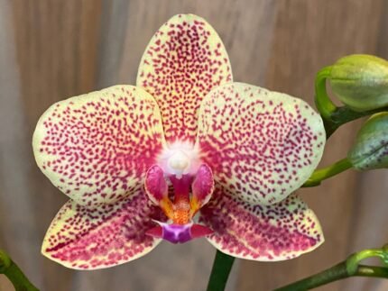 Phalaenopsis Bright Yellow with Purple Dots 2 Spikes (3.5" pot)