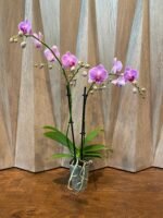 Phalaenopsis Bright Pink Purple Lip 2 Spikes (3.5" pot) - Image 5