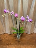 Phalaenopsis Bright Pink Purple Lip 2 Spikes (3.5" pot) - Image 6