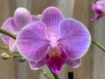 Phalaenopsis Bright Pink Purple Lip 2 Spikes (3.5" pot) - Image 4