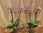 Phalaenopsis New Hybrid 2 Spikes (3.5" pot) - Image 6