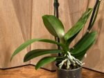 Phalaenopsis New Hybrid 2 Spikes (3.5" pot) - Image 9