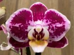 Phalaenopsis New Hybrid 2 Spikes (3.5" pot)